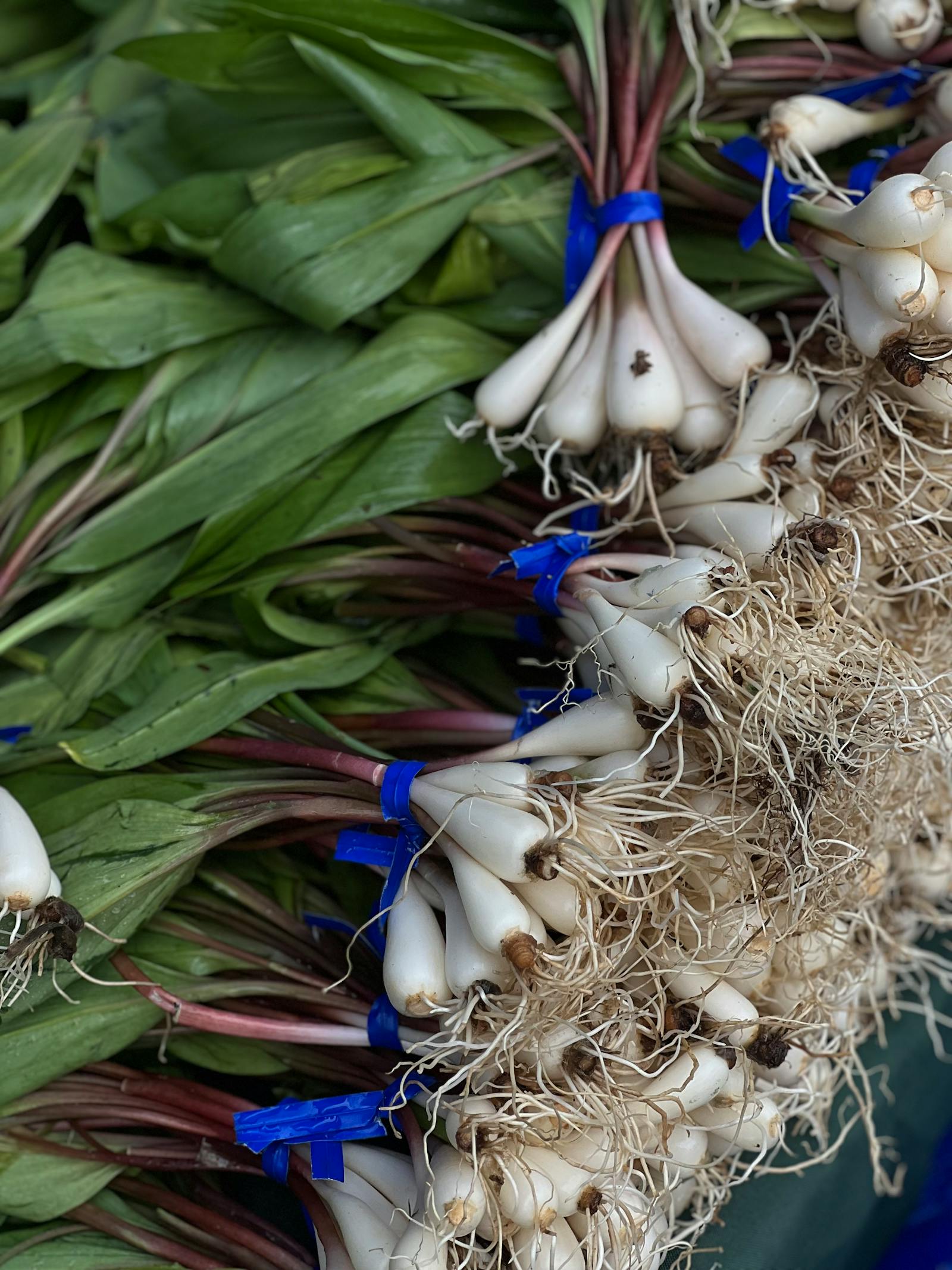 A bunch of fresh-foraged ramps with white bulbs and green leaves on a farmers market table